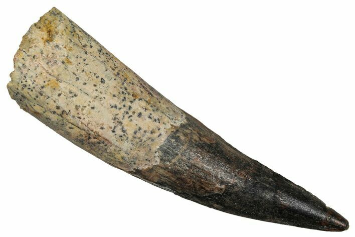 Fossil Spinosaurus Tooth - Real Dinosaur Tooth #344858